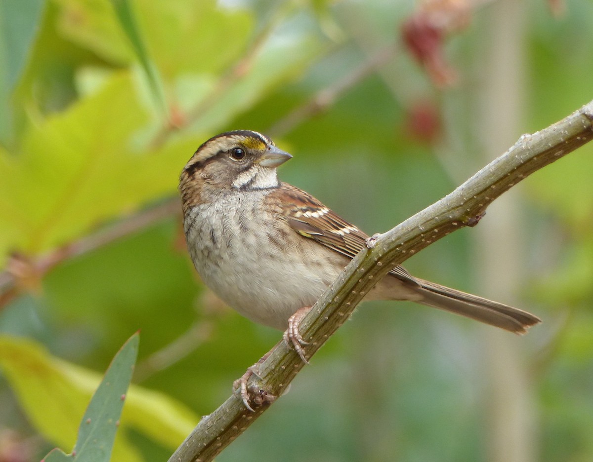 White-throated Sparrow - Carter Gasiorowski