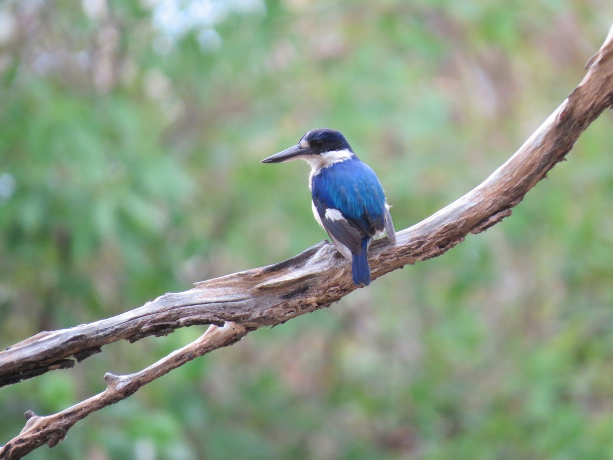 Forest Kingfisher - ML148146721