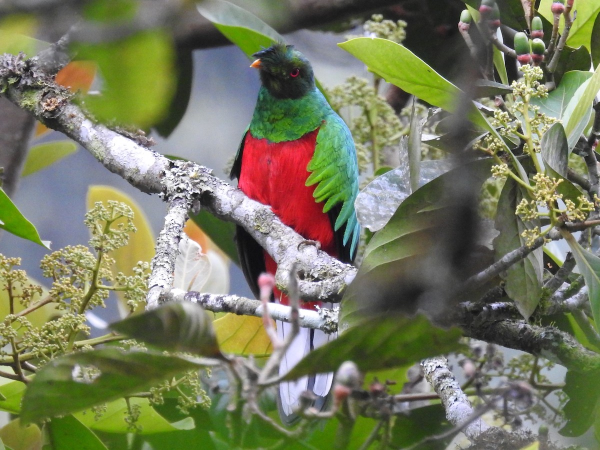 Crested Quetzal - Timothy Guida