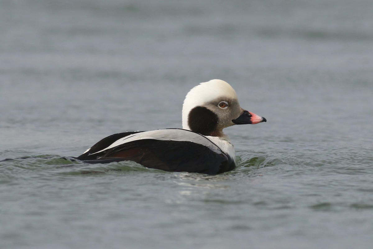 Long-tailed Duck - ML148148411