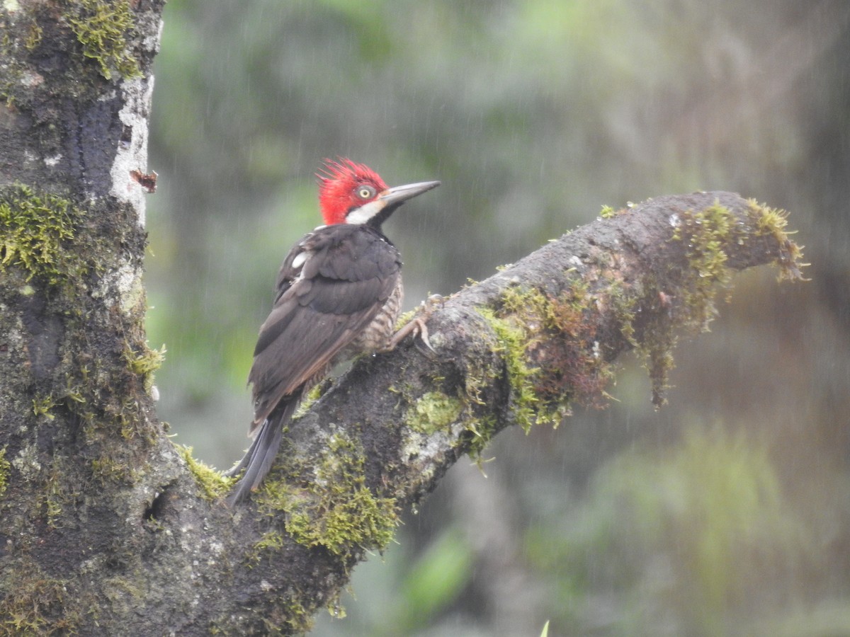 Guayaquil Woodpecker - Timothy Guida