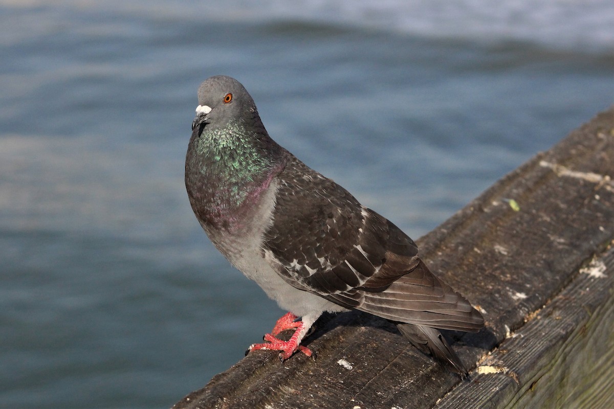 Rock Pigeon (Feral Pigeon) - Clint Robinson