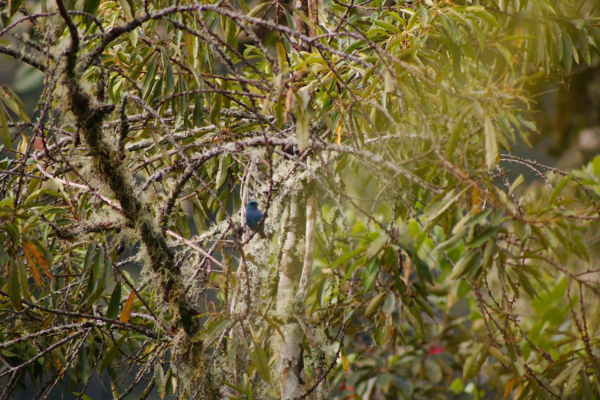 Blue-and-black Tanager (Spot-bellied) - ML148152601