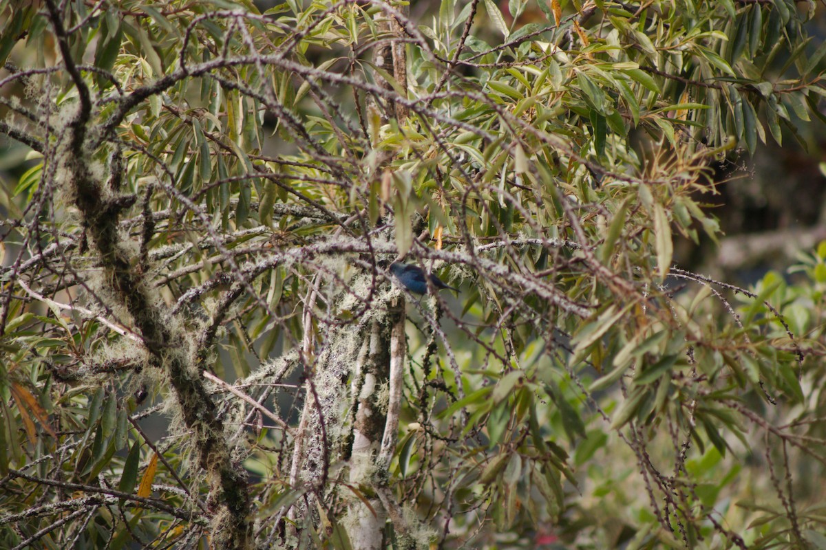 Blue-and-black Tanager (Spot-bellied) - ML148152611