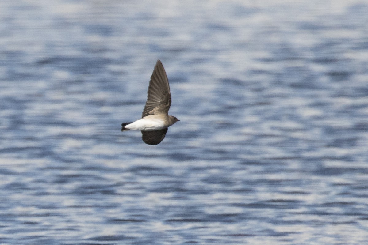 Northern Rough-winged Swallow - Liron Gertsman