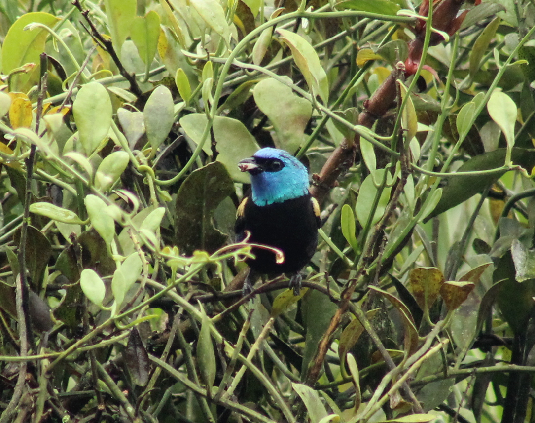 Blue-necked Tanager - ML148155921