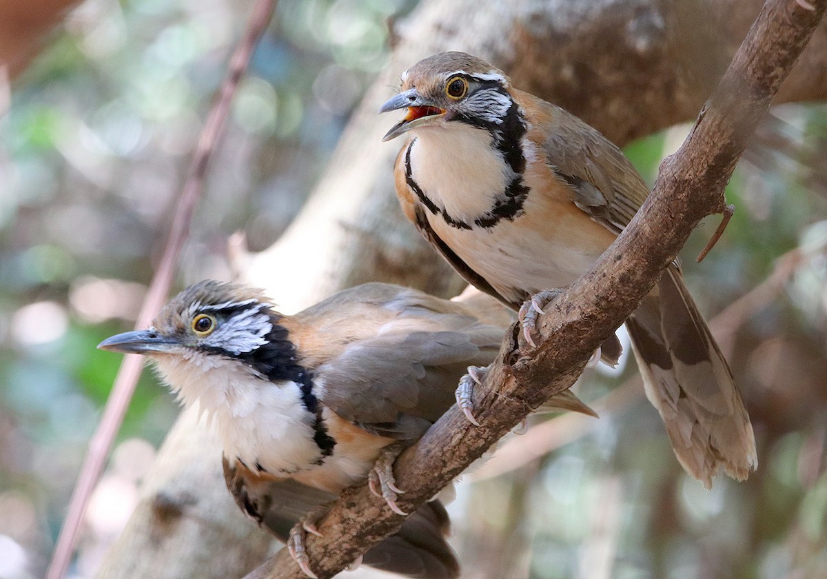 Greater Necklaced Laughingthrush - ML148156041