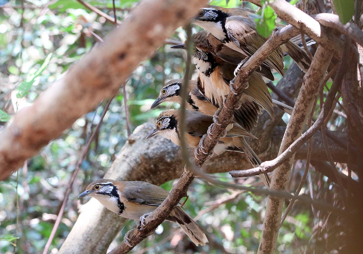 Greater Necklaced Laughingthrush - ML148156051
