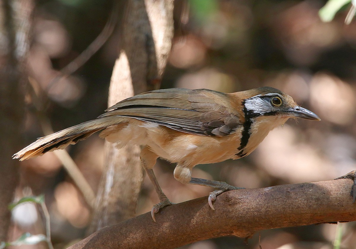 Greater Necklaced Laughingthrush - ML148156061