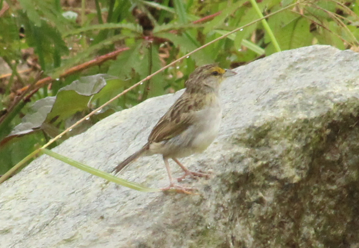 Yellow-browed Sparrow - ML148156371