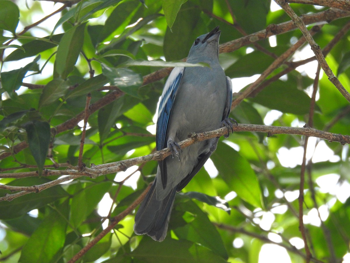Blue-gray Tanager (White-edged) - bob butler