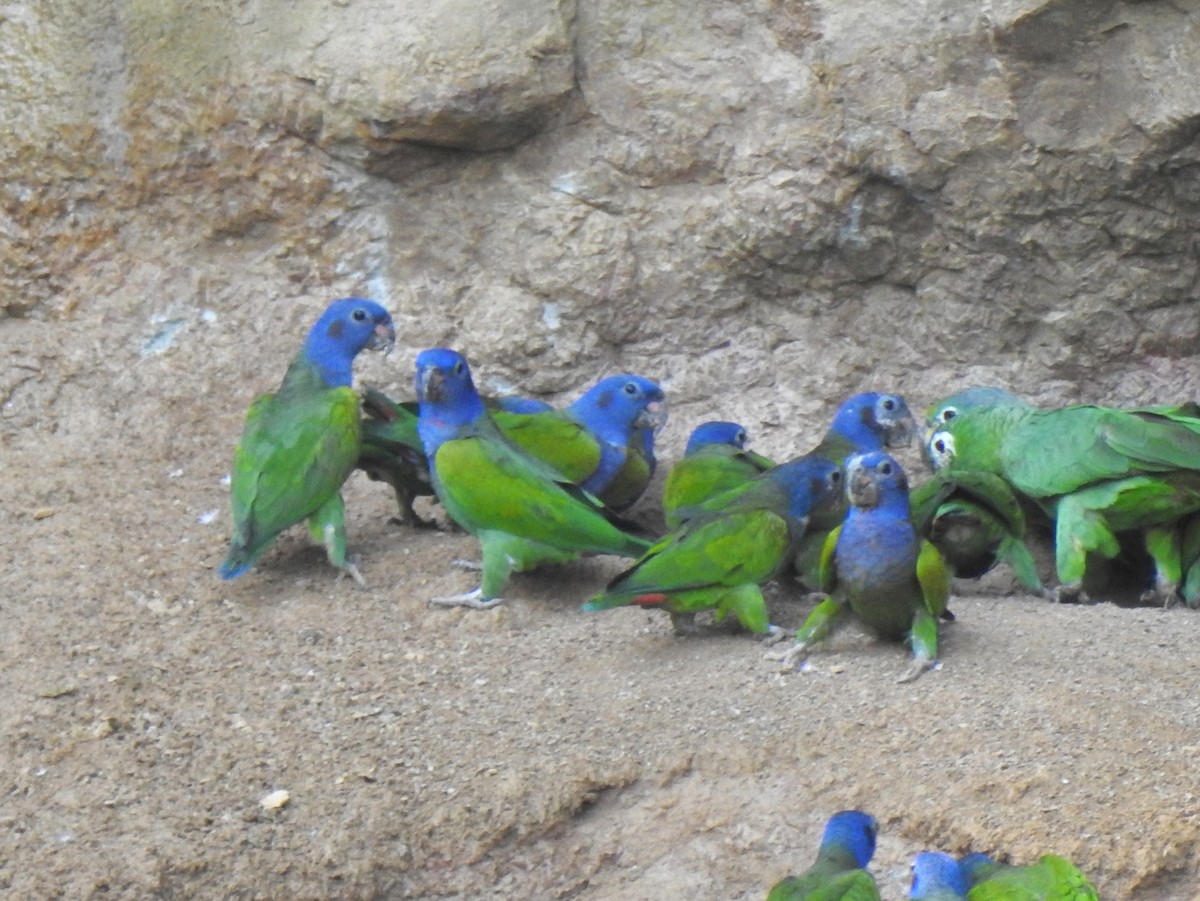 Blue-headed Parrot (Blue-headed) - bob butler