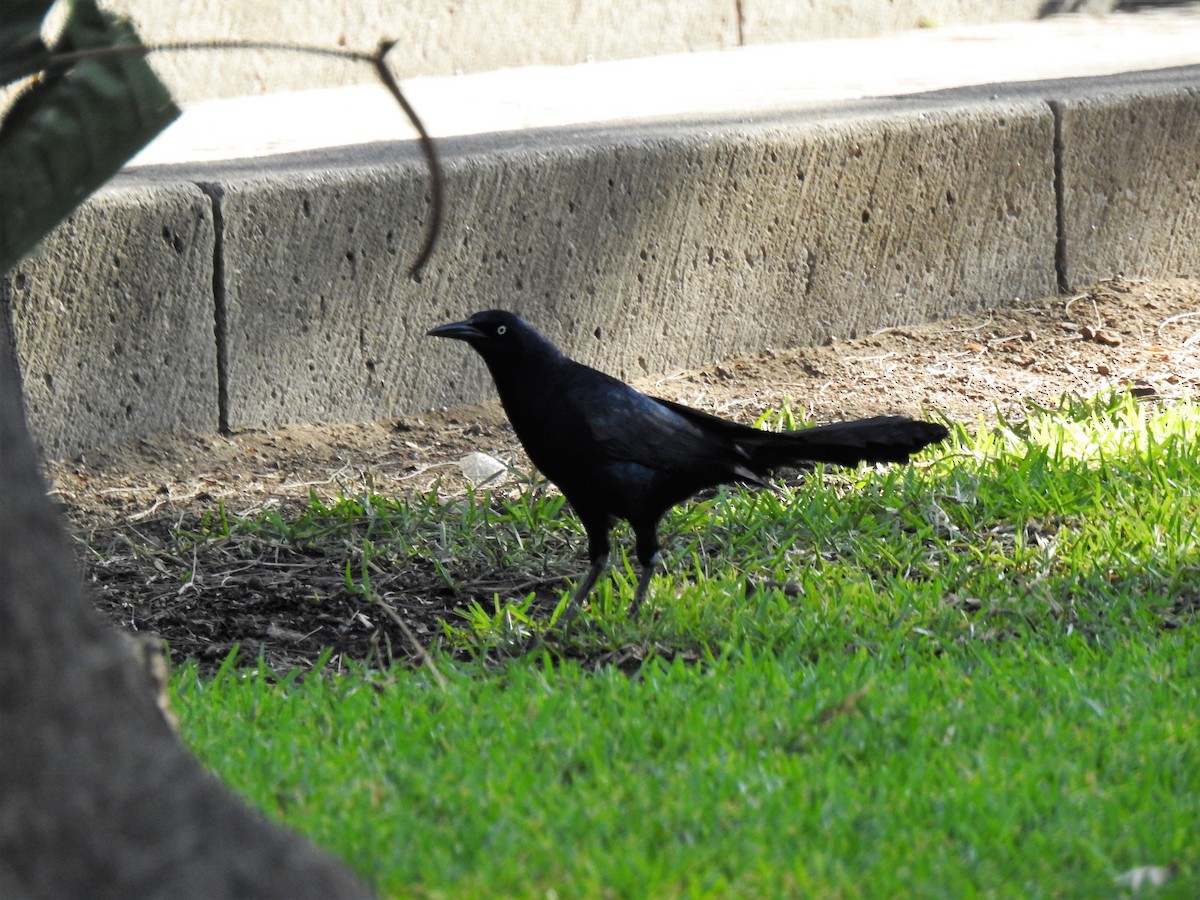 Great-tailed Grackle (Great-tailed) - Nancy Douglas