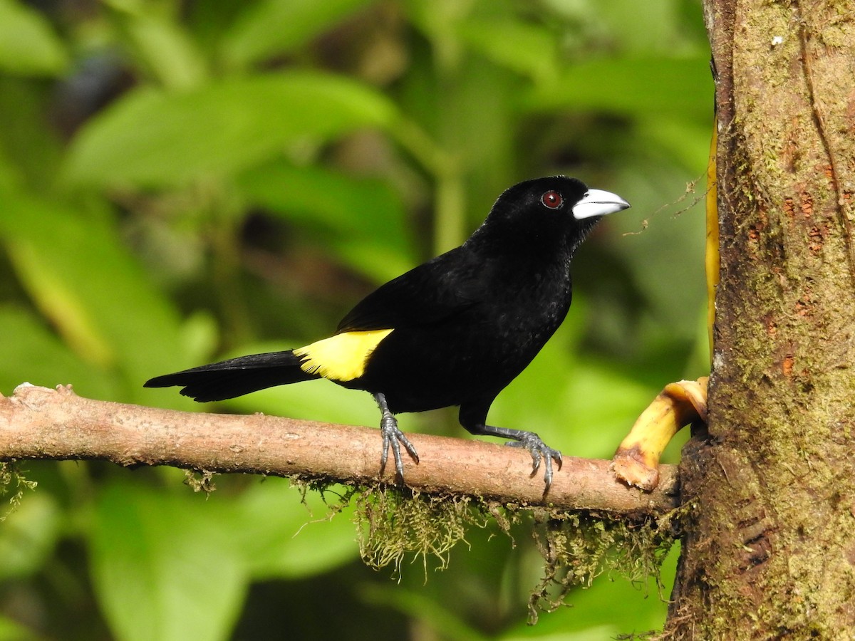 Flame-rumped Tanager - ML148162621