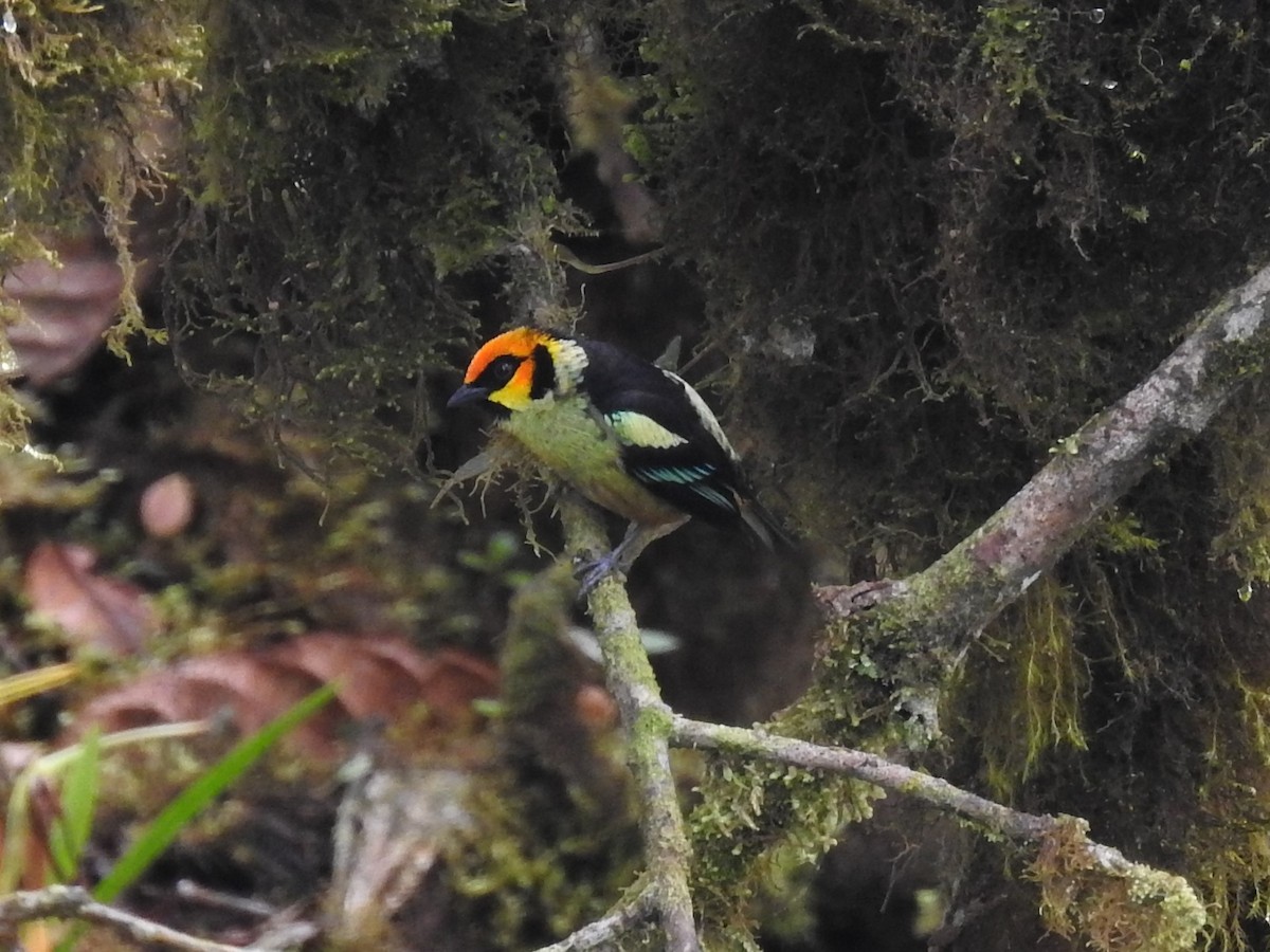 Flame-faced Tanager - ML148162811