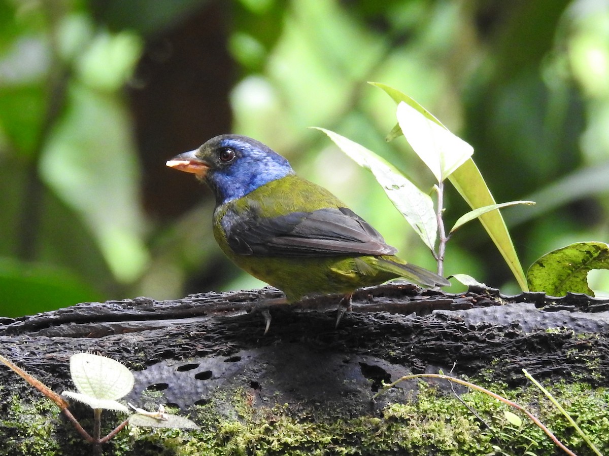 Moss-backed Tanager - ML148163051