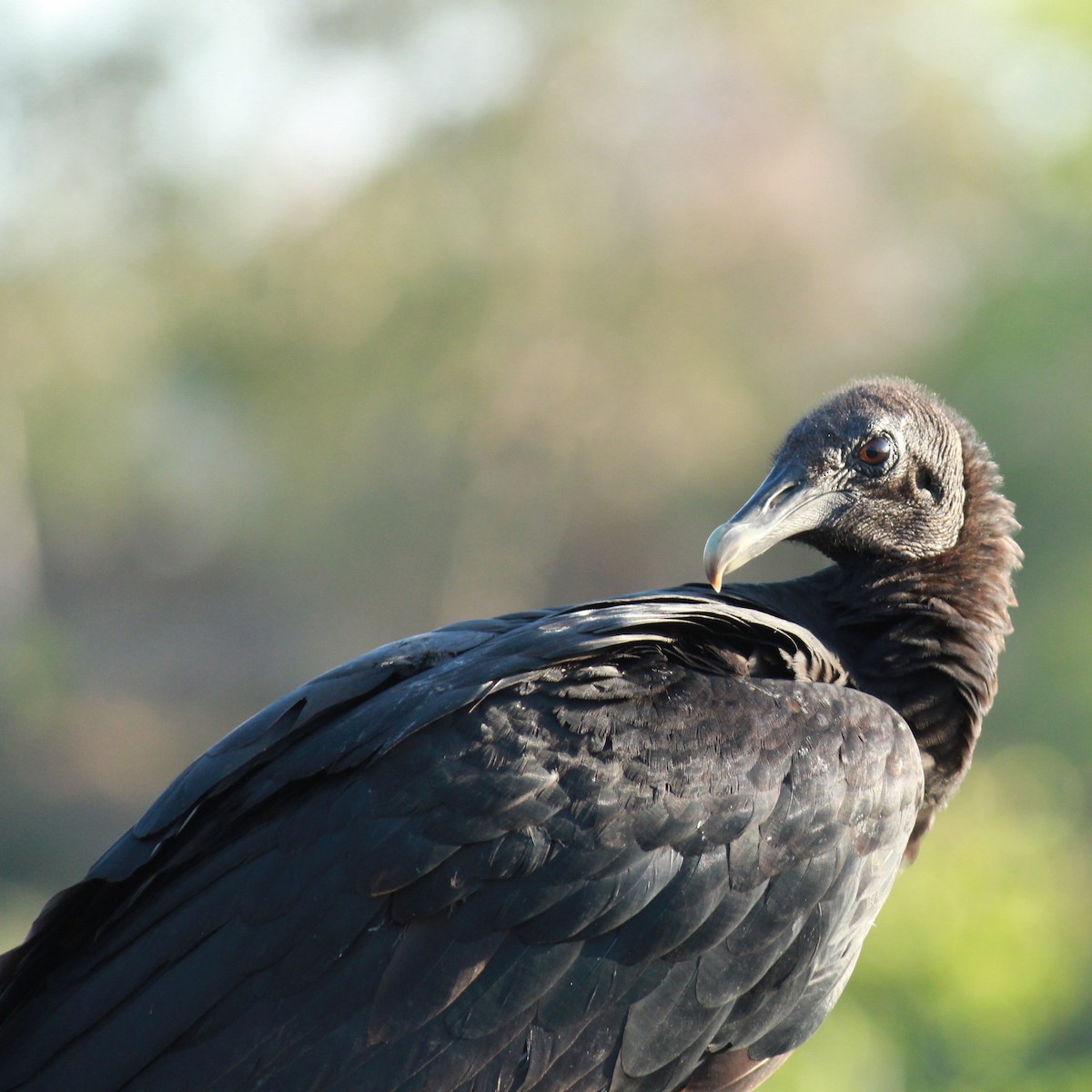 Black Vulture - ML148163291