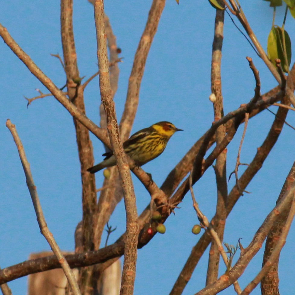 Cape May Warbler - ML148163301