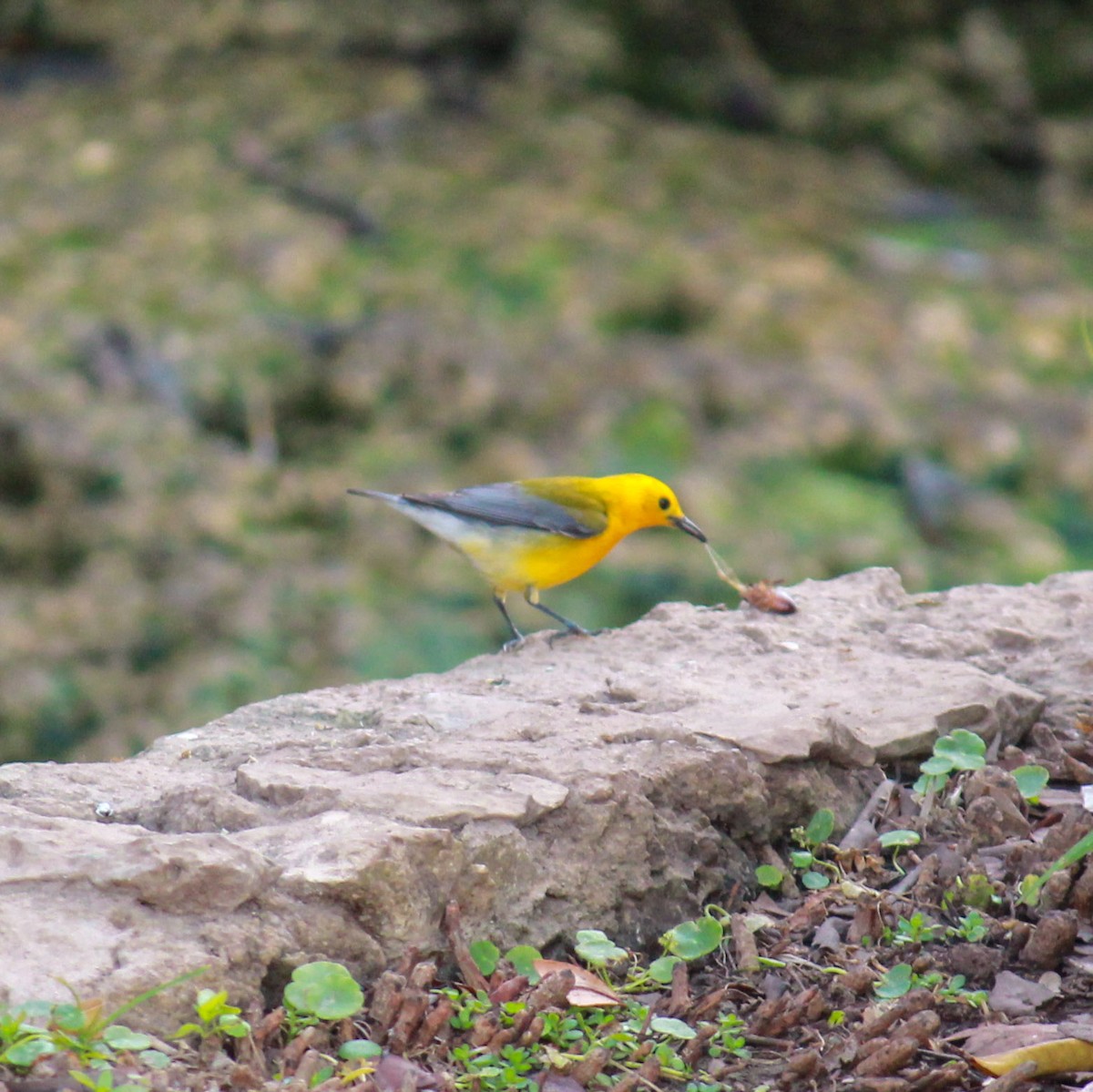 Prothonotary Warbler - ML148163371