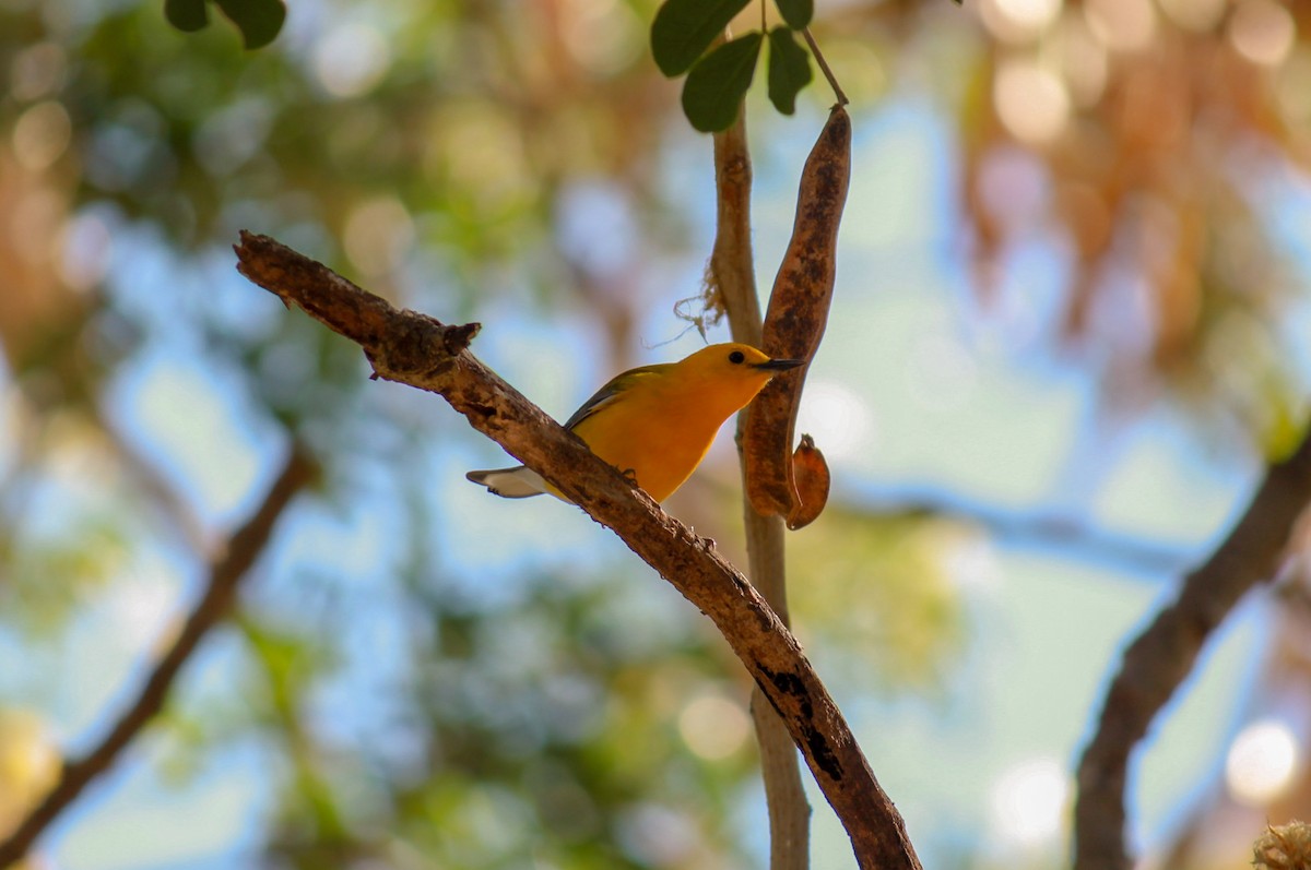 Prothonotary Warbler - ML148163481