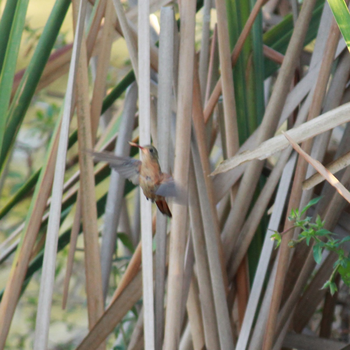 Cinnamon Hummingbird (Mainland) - ML148164391