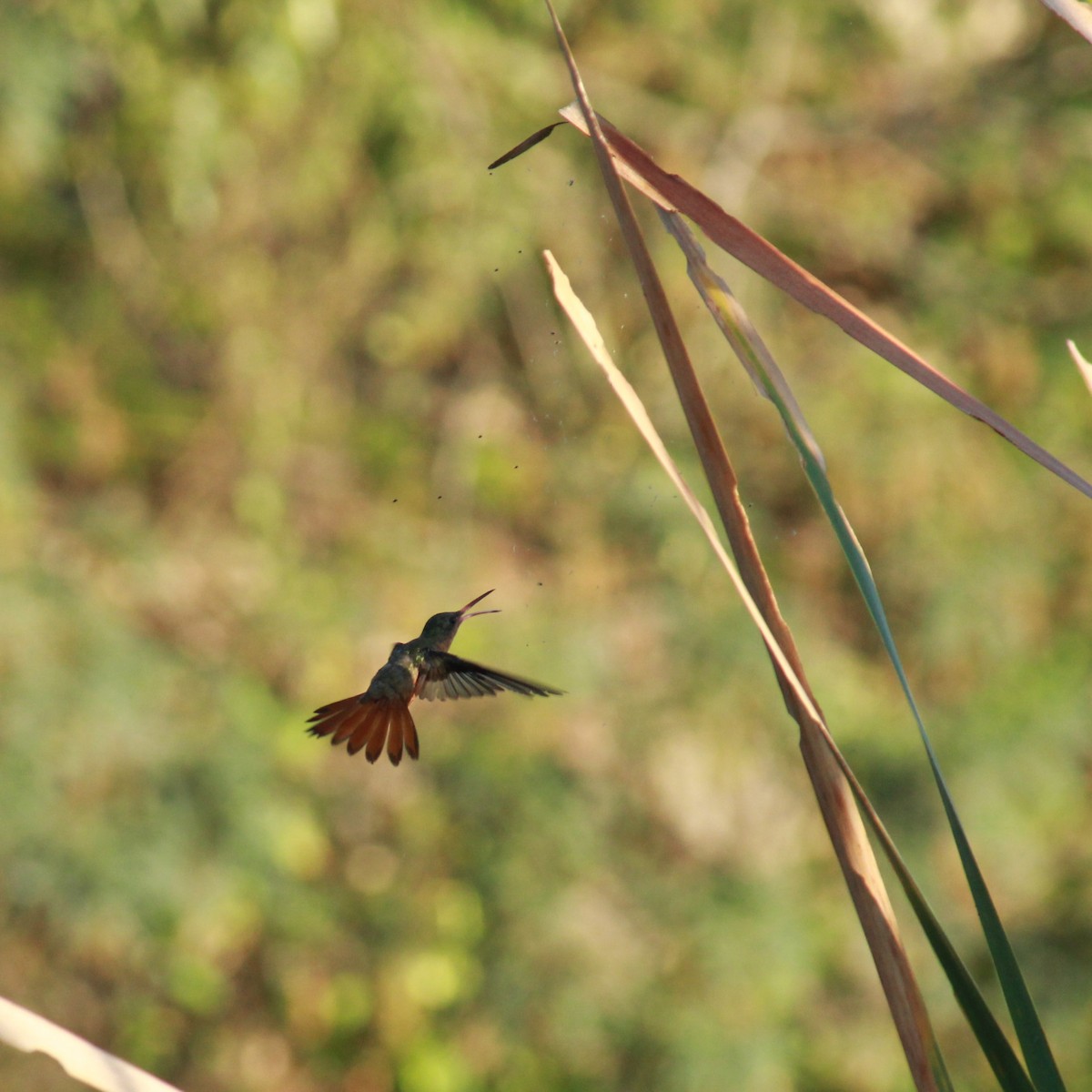 Cinnamon Hummingbird (Mainland) - ML148164411