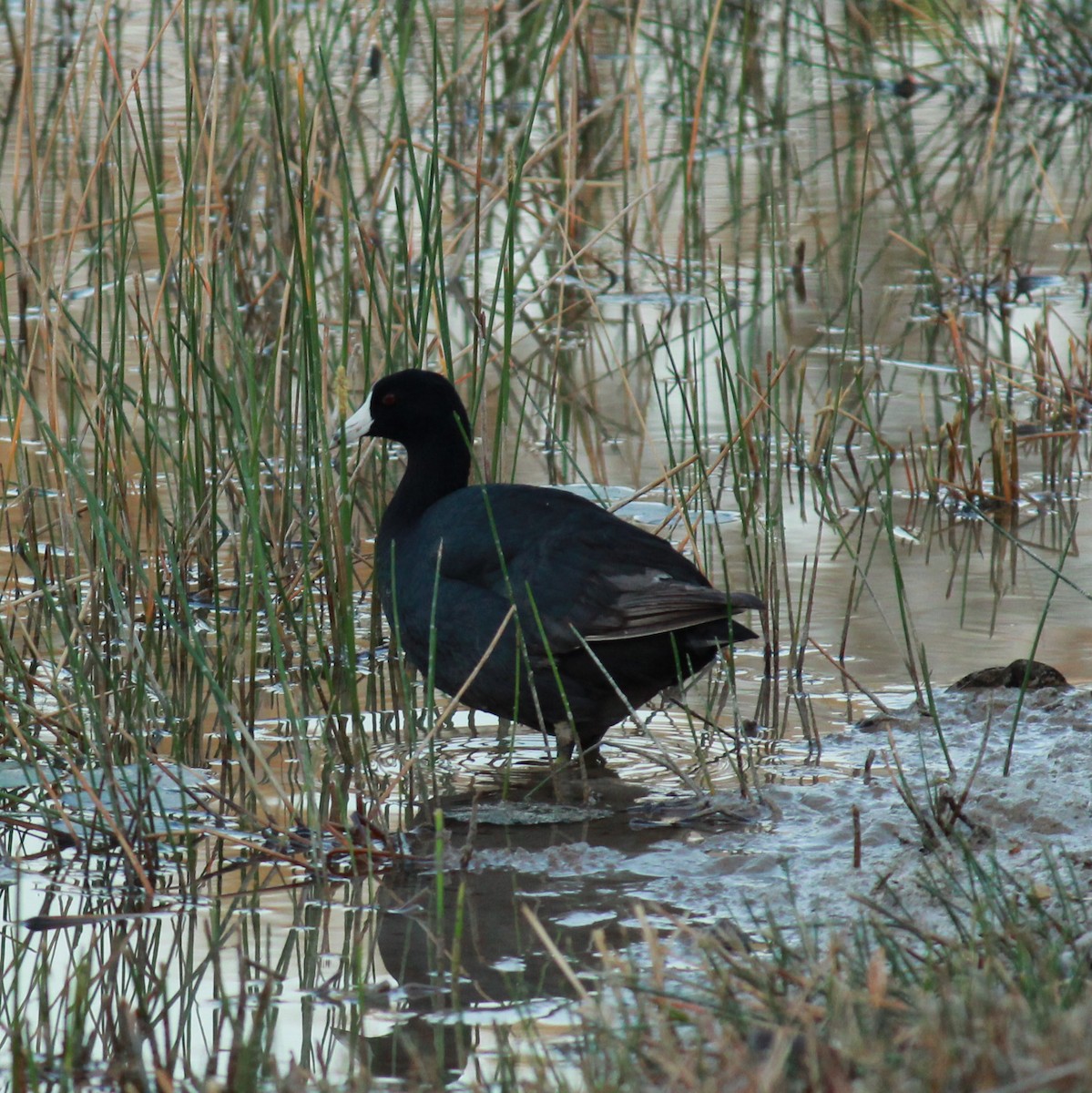 American Coot (Red-shielded) - ML148164541