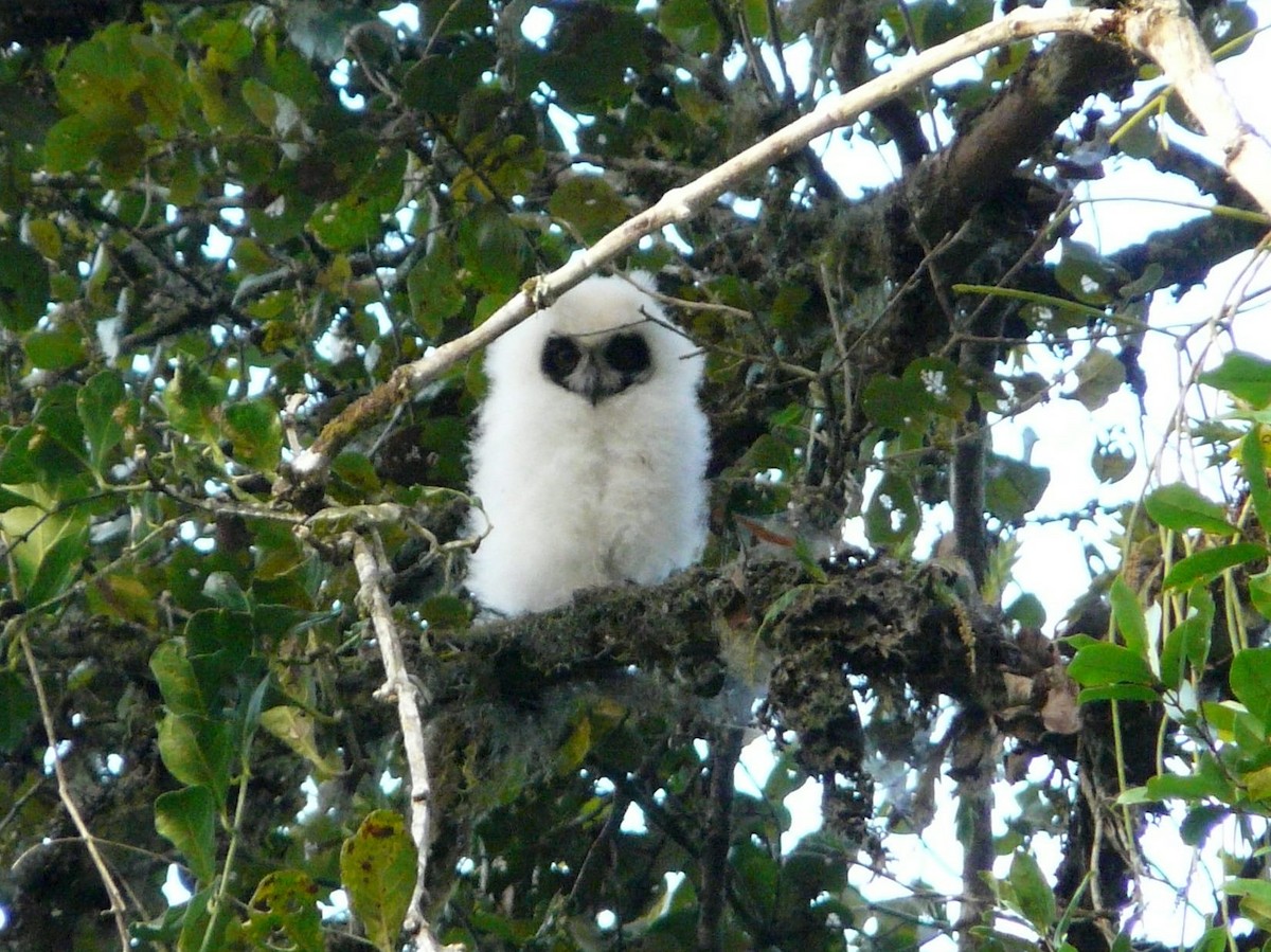 Madagascar Owl - Paul Suchanek