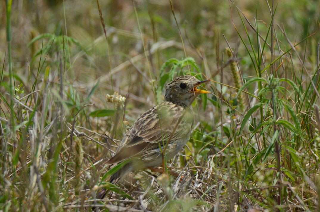 Sprague's Pipit - Will Anderson