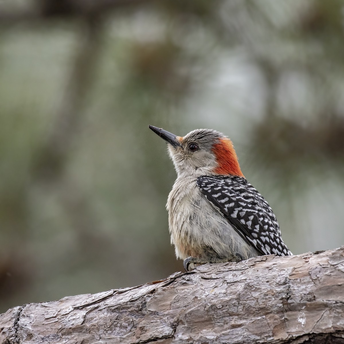 Red-bellied Woodpecker - Cindy Cone