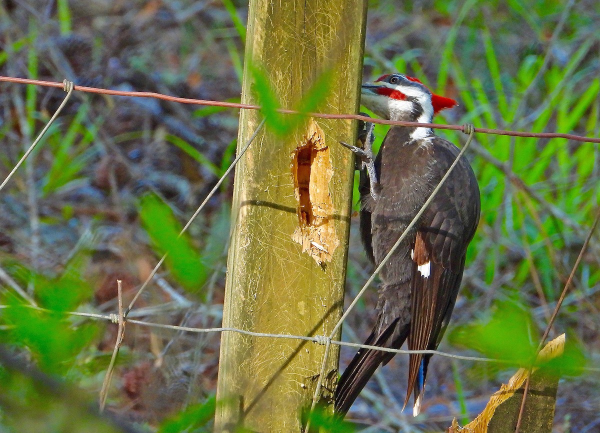 Pileated Woodpecker - James R. Hill, III