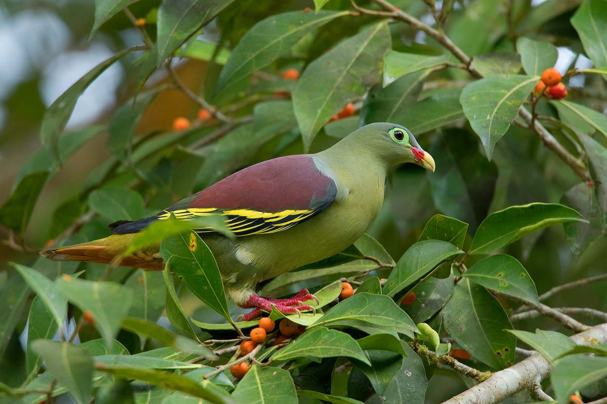 Thick-billed Green-Pigeon (Thick-billed) - ML148175501