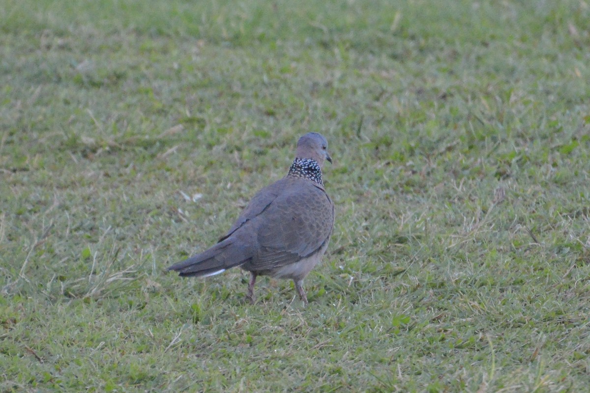 Spotted Dove - Bart Wickel
