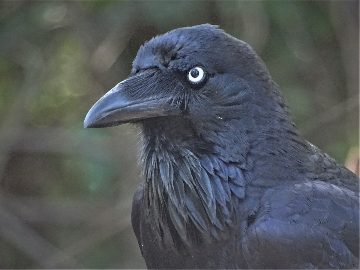 Australian Raven - Richard Murray