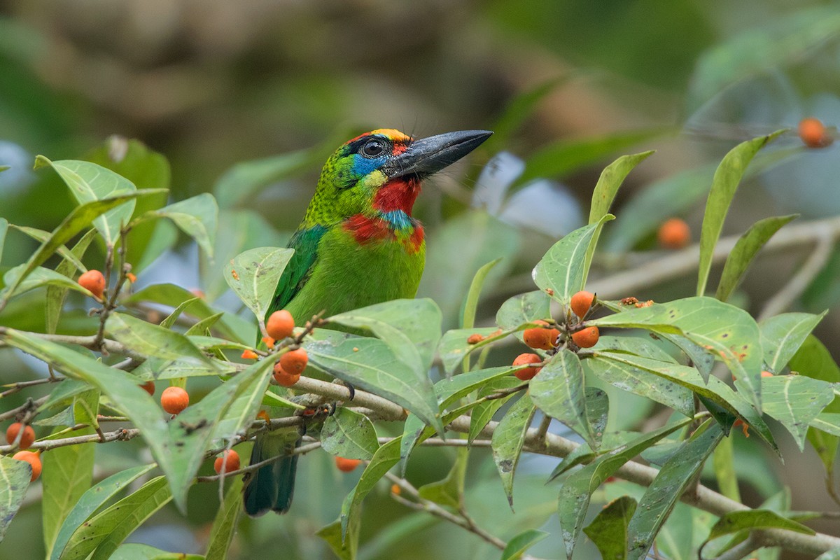 Red-throated Barbet - ML148176101