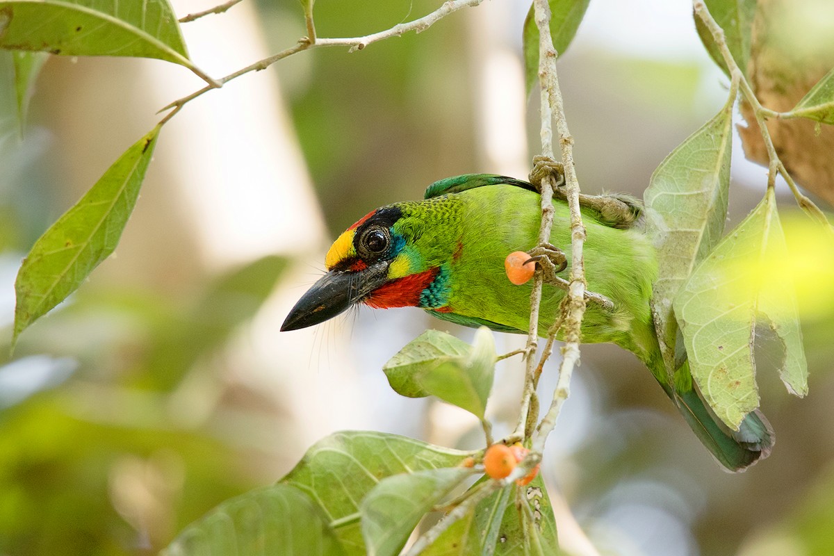 Red-throated Barbet - ML148176121