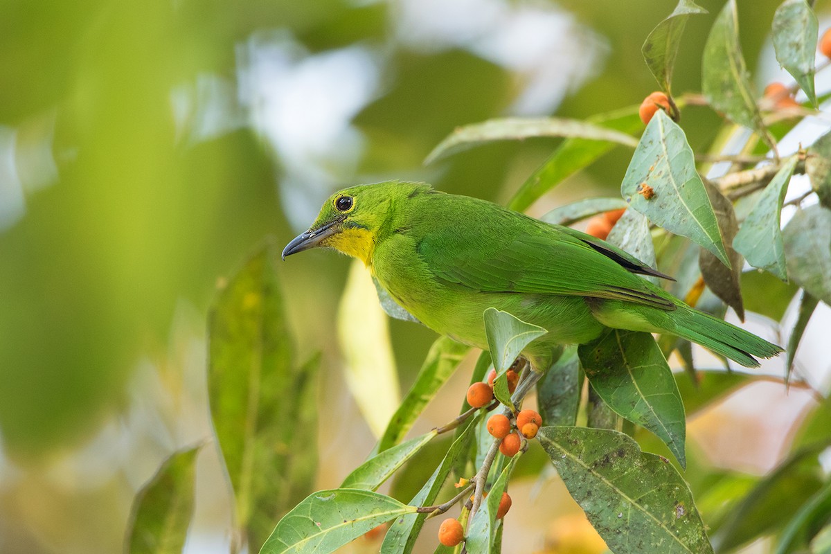Greater Green Leafbird - Ayuwat Jearwattanakanok