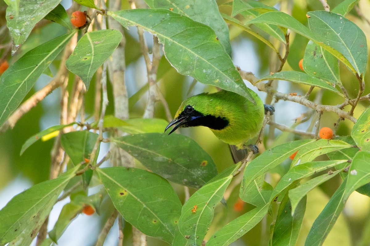 Lesser Green Leafbird - ML148177371