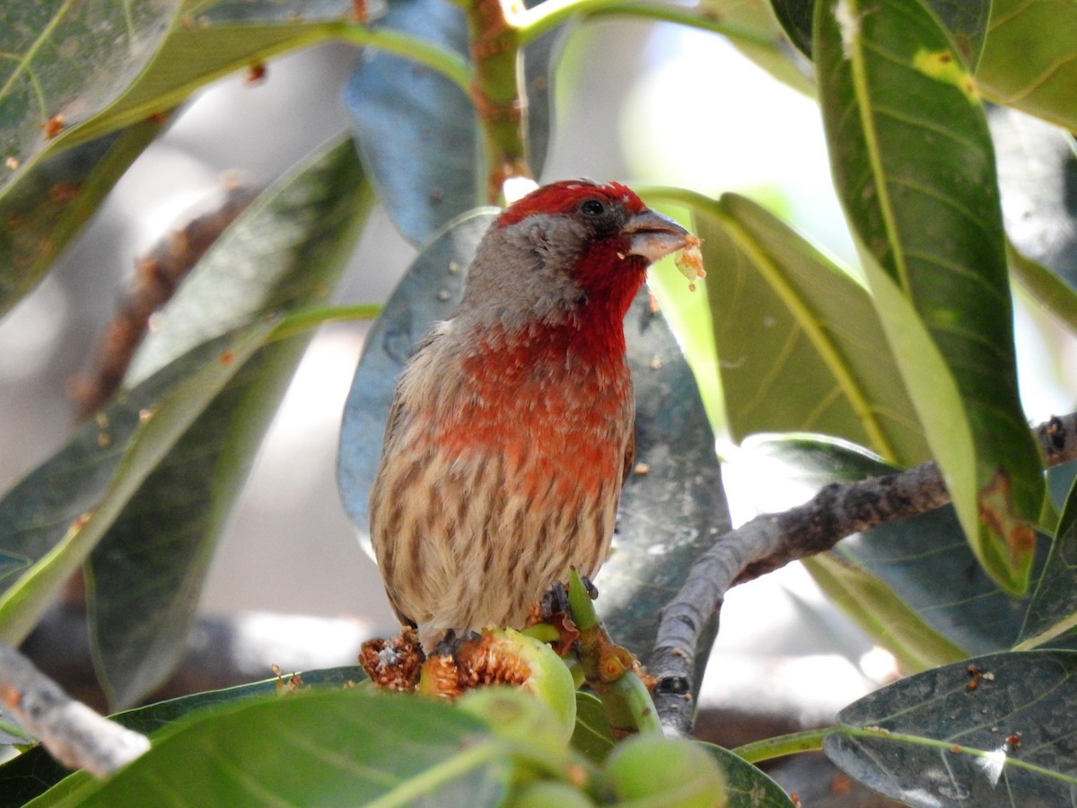 House Finch (Common) - ML148178141