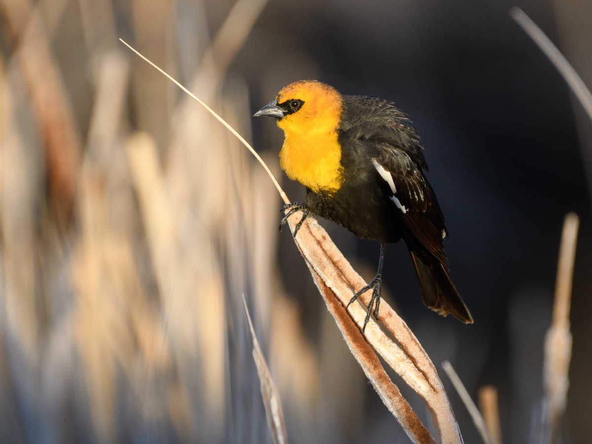 Yellow-headed Blackbird - Darren Clark
