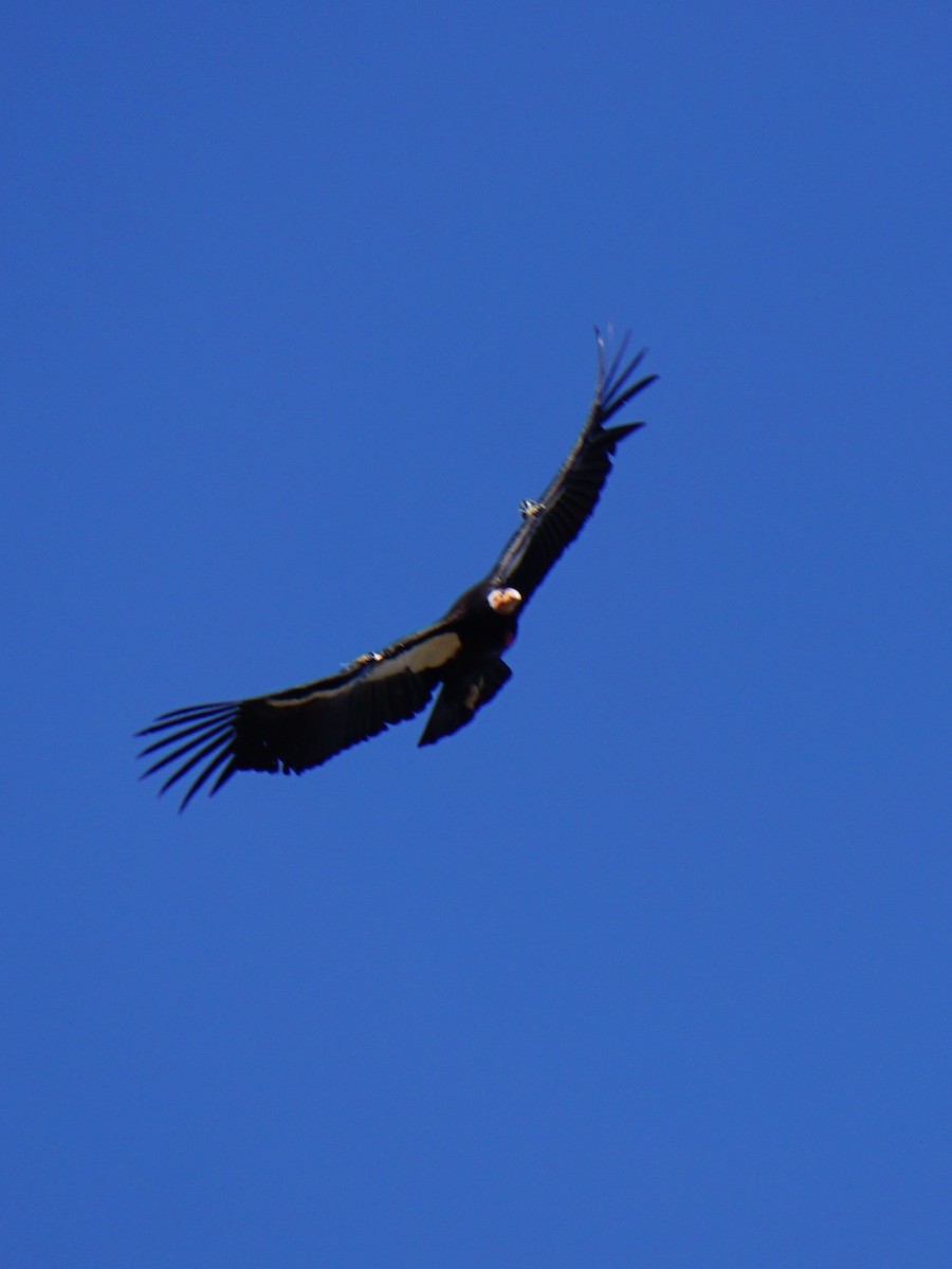 California Condor - ML148180501