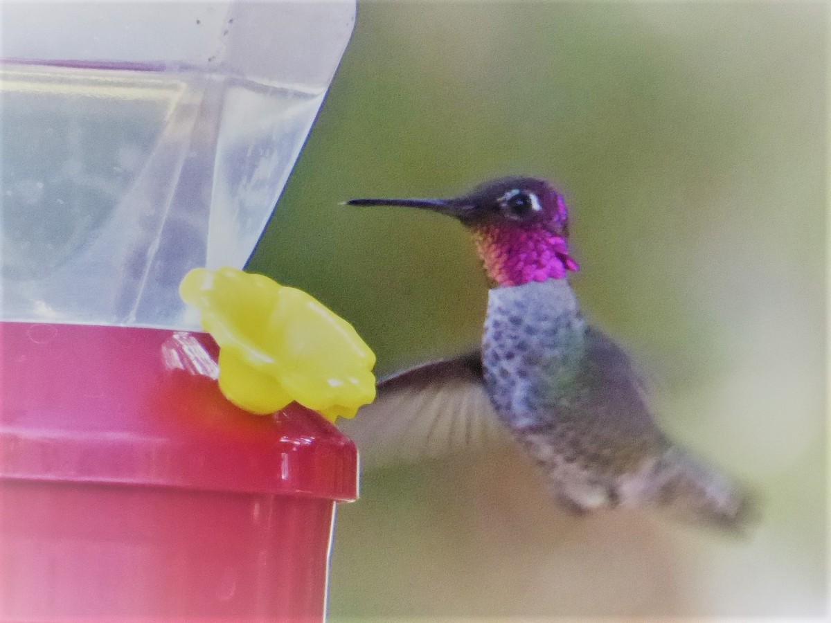Anna's Hummingbird - Rustom Jamadar