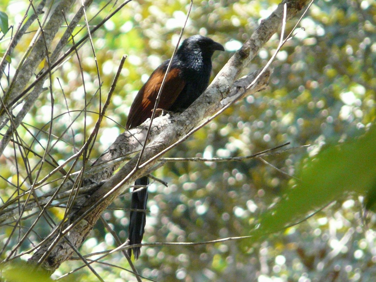 Malagasy Coucal - ML148181671