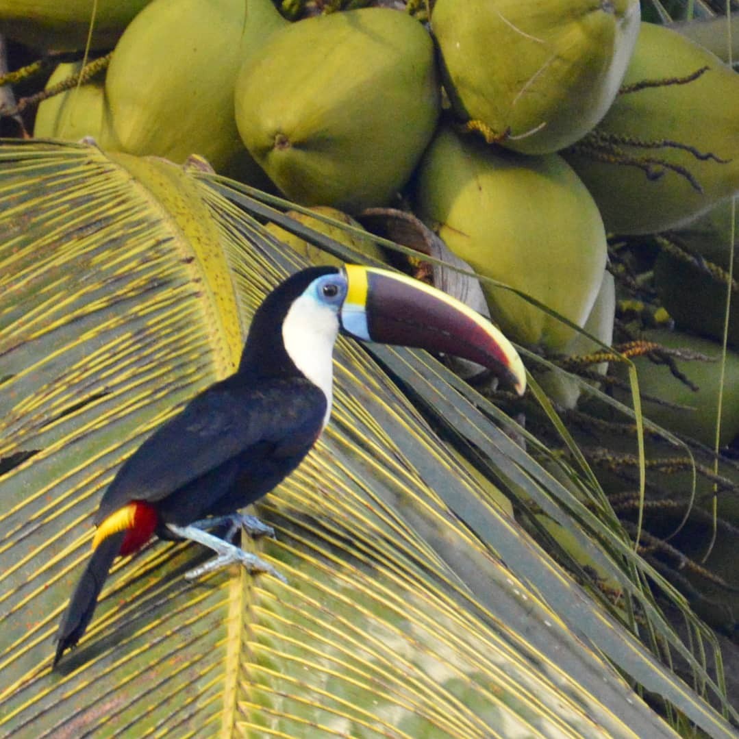 White-throated Toucan - Francisco Inciarte
