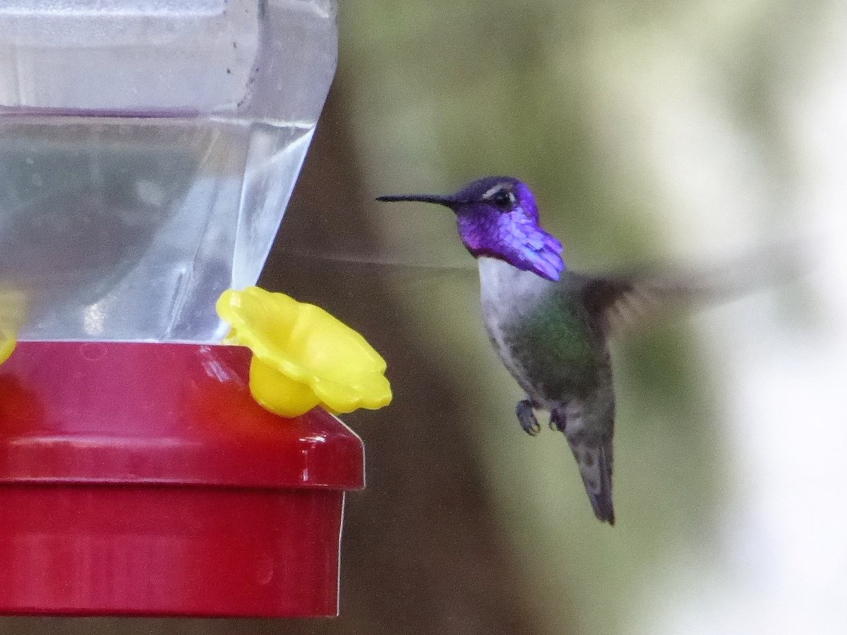 Costa's Hummingbird - Rustom Jamadar