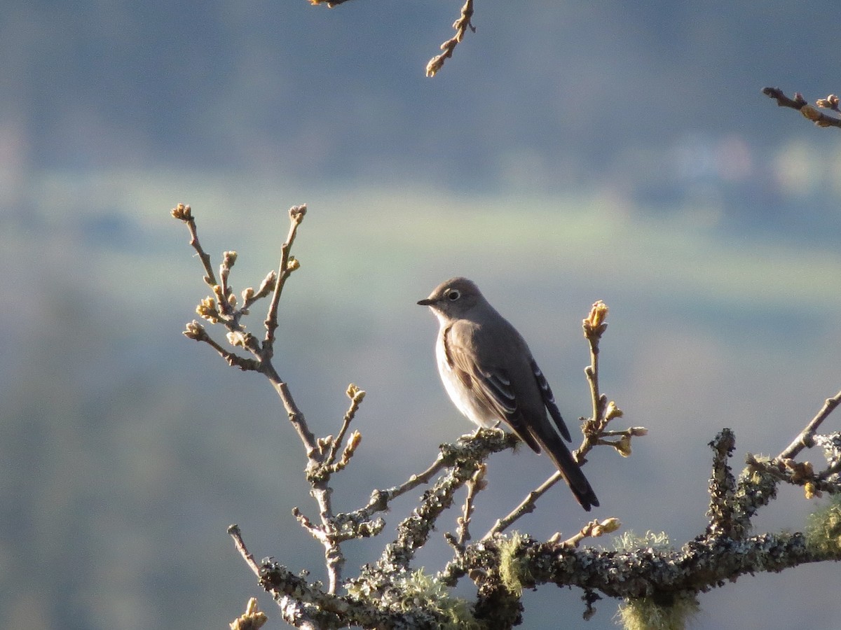 Townsend's Solitaire - Rob Walker
