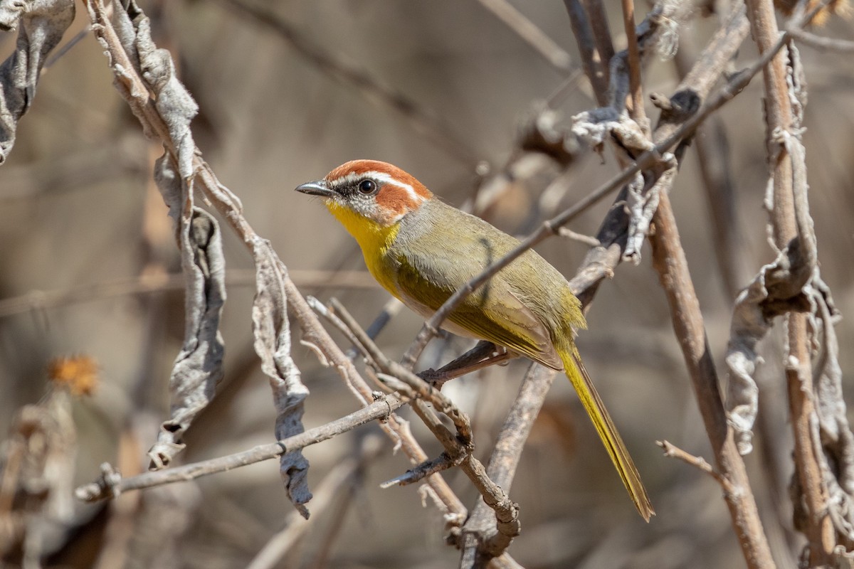 Rufous-capped Warbler - Cory Gregory