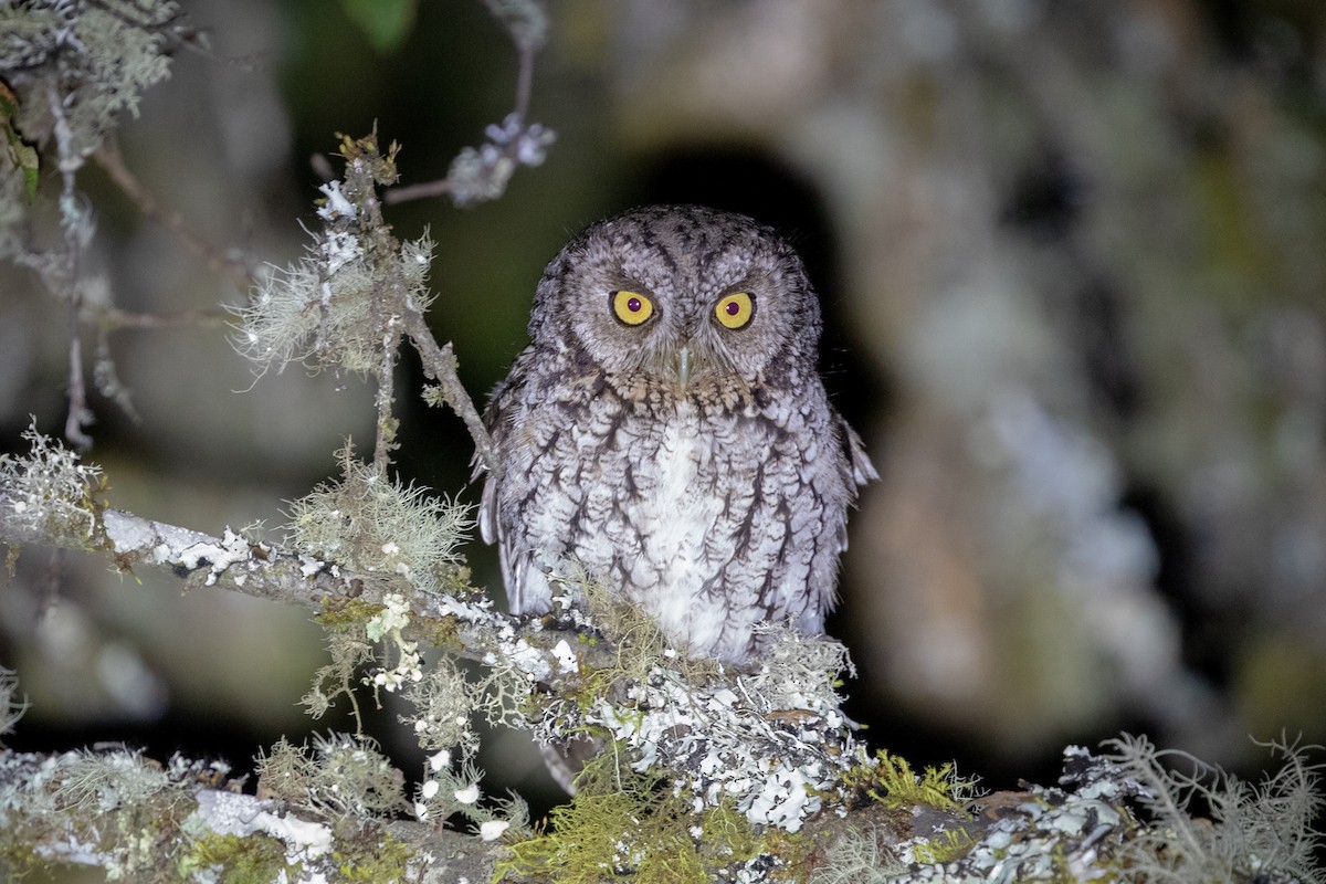 Whiskered Screech-Owl - Cory Gregory