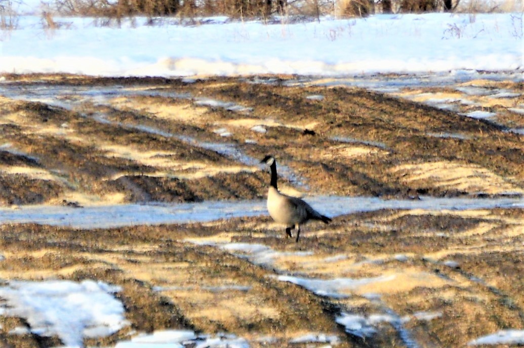 eBird Checklist 30 Mar 2019 Creamer's Field MWR 1 species