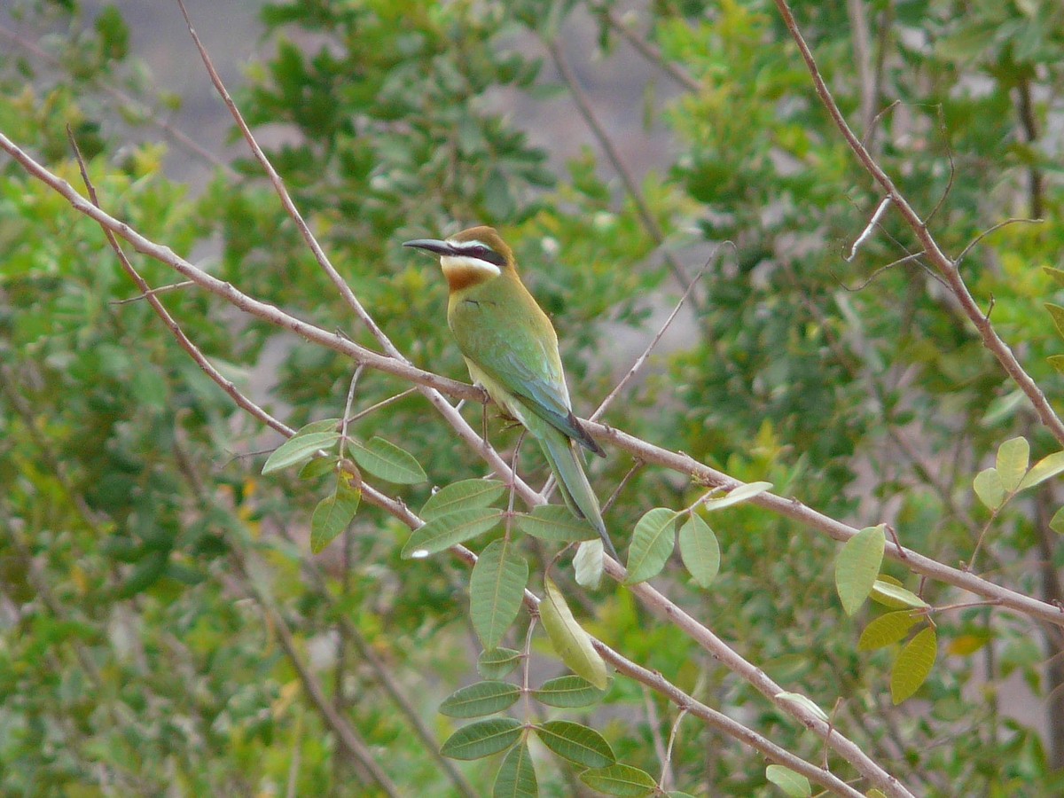 Madagascar Bee-eater - Paul Suchanek